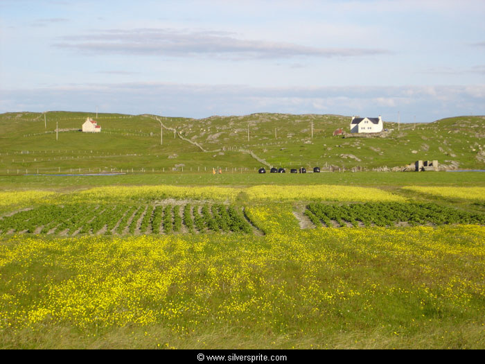 Spuds and buttercups on the Berneray machair